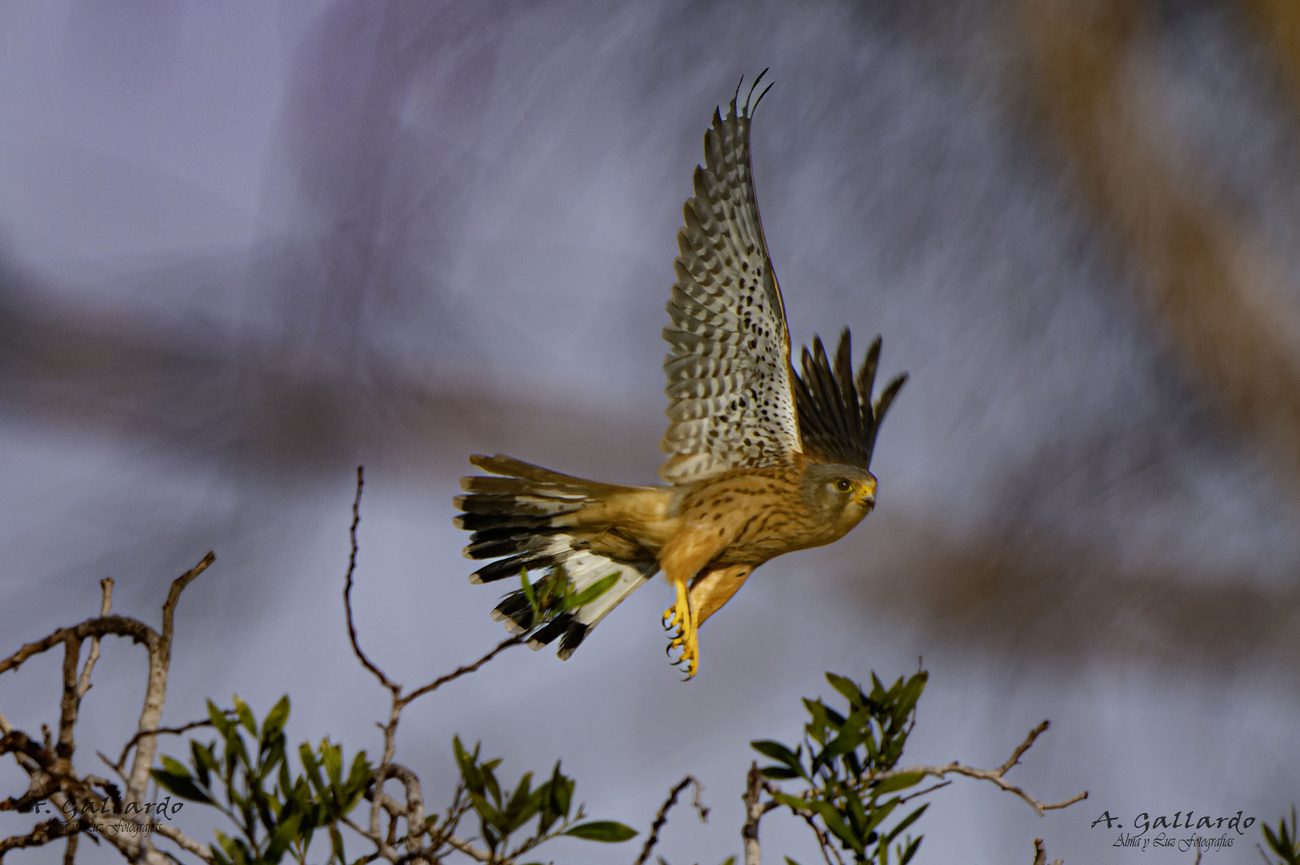 A kestrel, one of the raptors of the Rota coast
