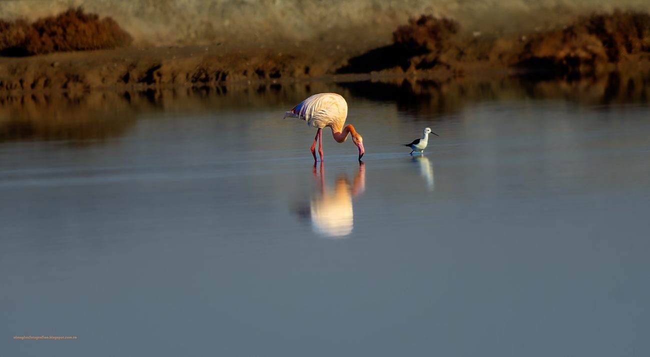 Greater flamingo in the marshes of Rota