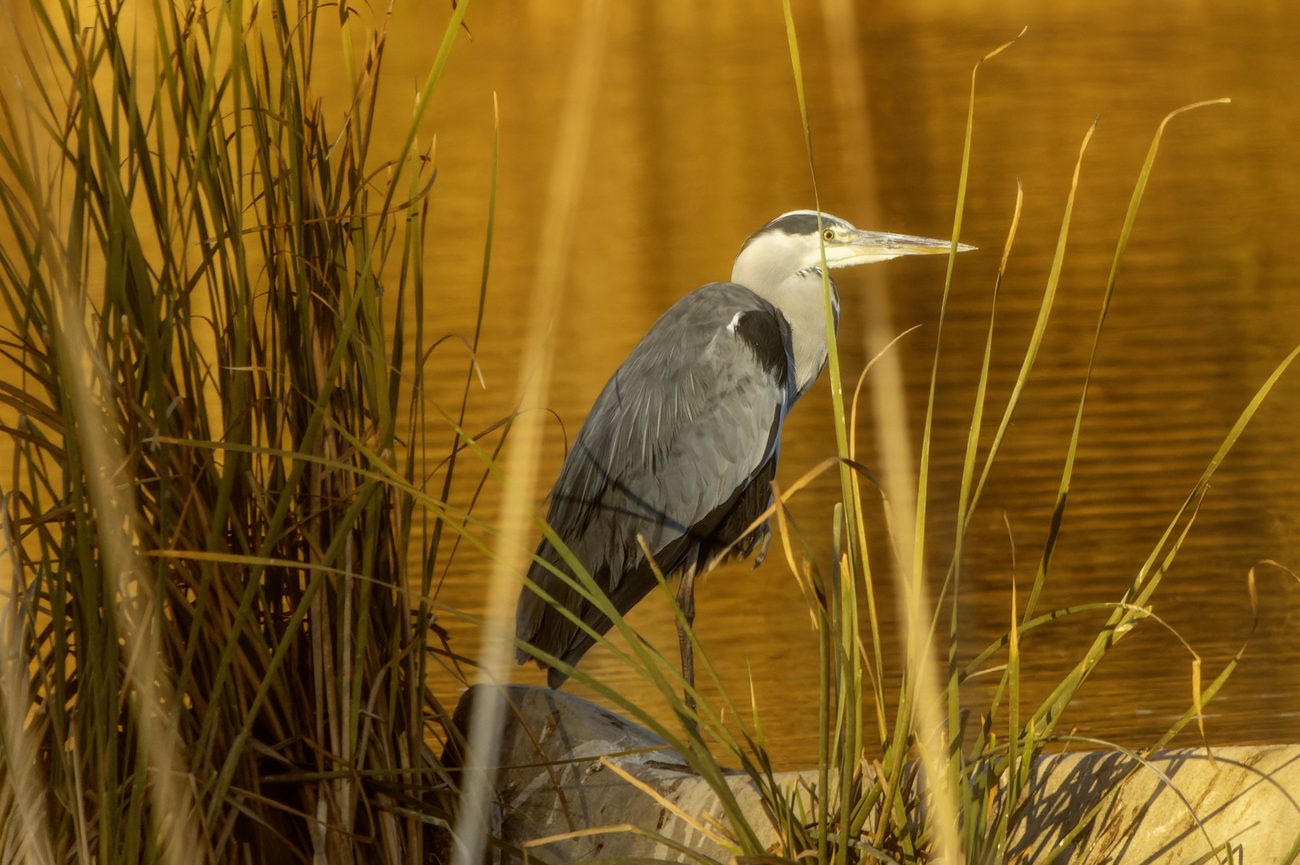 A heron on the Rota shoreline