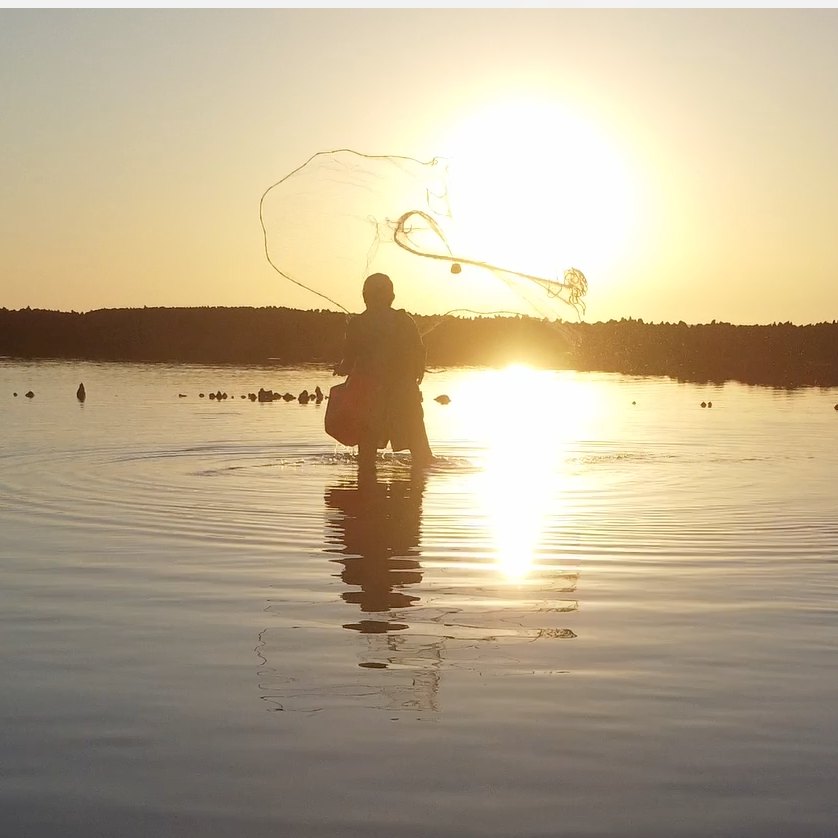 Fisherman casting a round net inside the corral at sunset