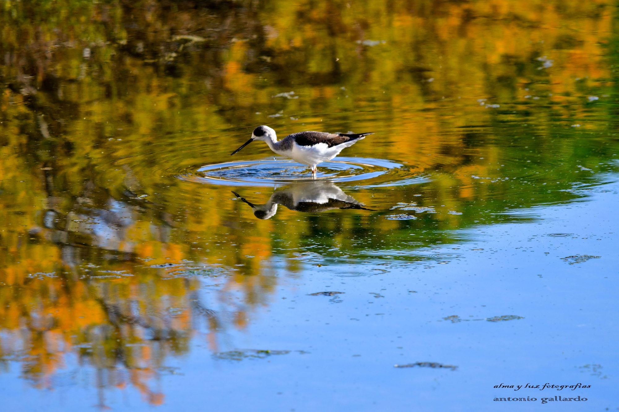 A black-winged stilt reflected in the water of the Rota marshes