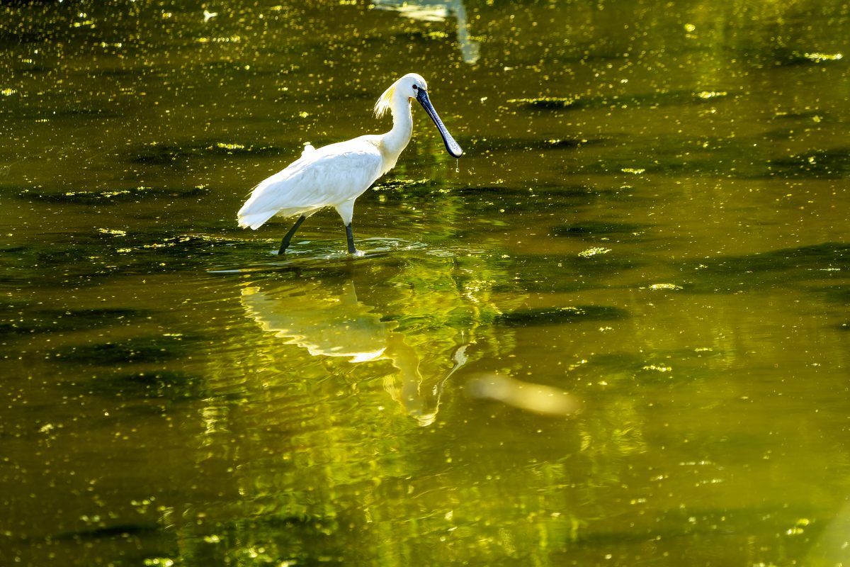 A Eurasian spoonbill feeding in the marshes of Rota