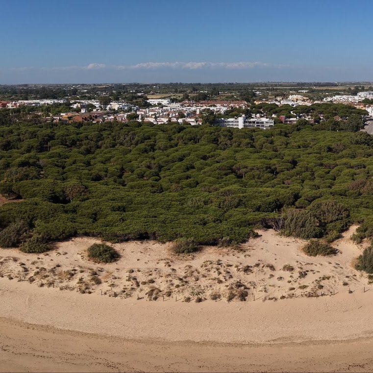 Aerial view of the stone pine wood of Rota above the dune ridge and the beach